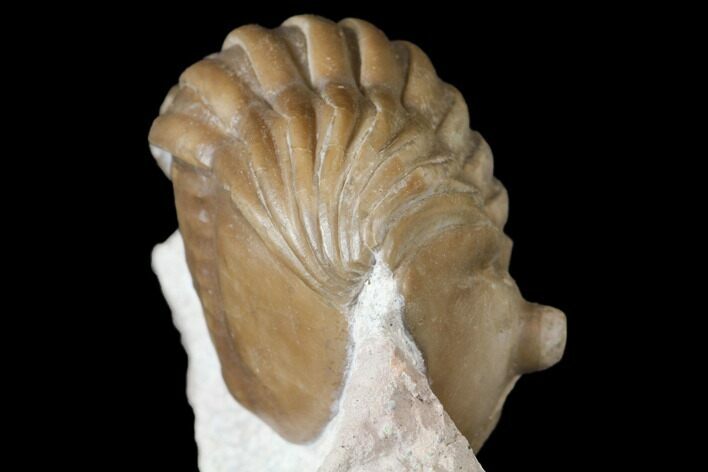 Enrolled Asaphus Expansus Trilobite - Russia #125676